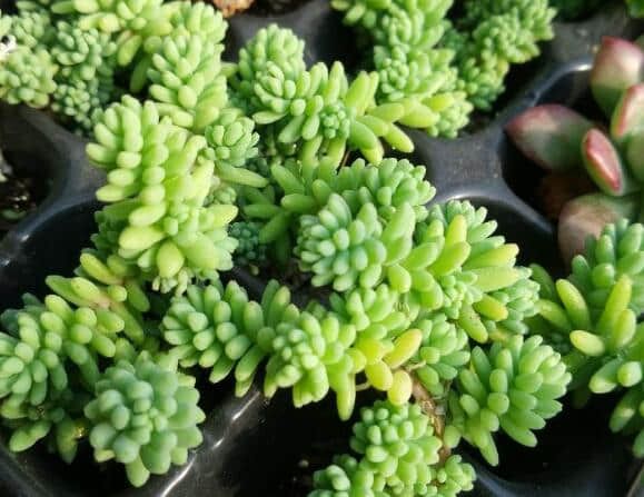 薄雪万年草