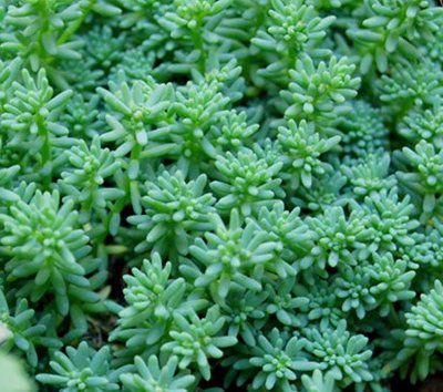 薄雪万年草
