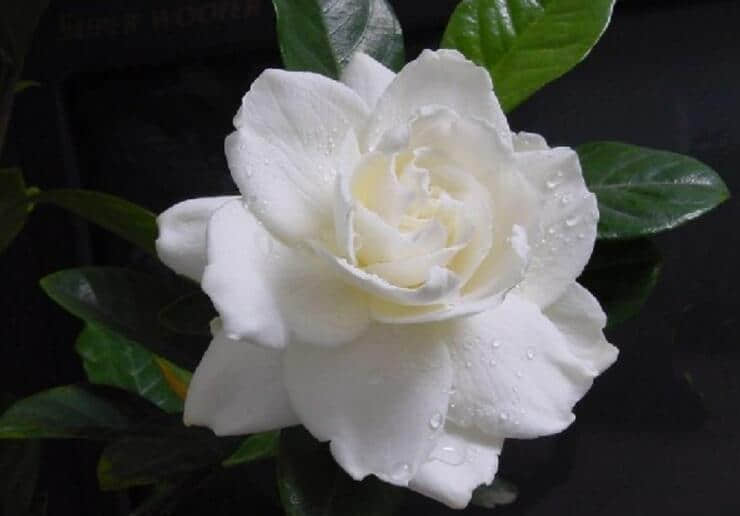 栀子花