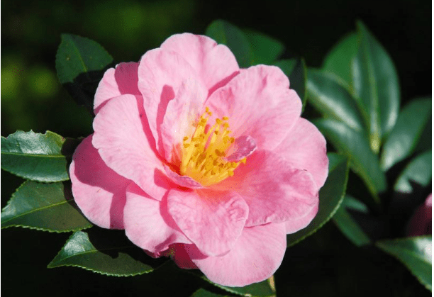 山茶花