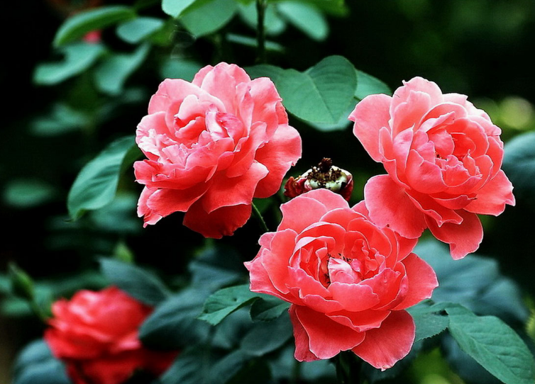 月季花